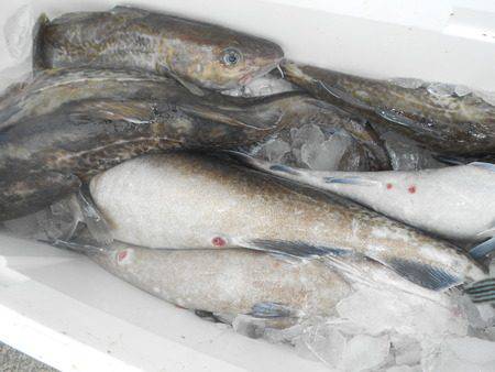 こうゆう丸 釣果