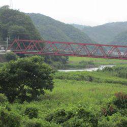狩野川(狩野川漁業協同組合) 釣果