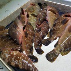 Magic（マジック） 釣果