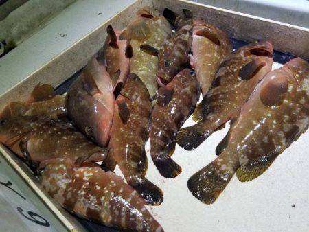 Magic（マジック） 釣果