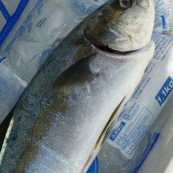 鵜来島家本渡船 釣果