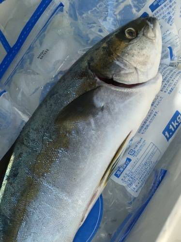 鵜来島家本渡船 釣果