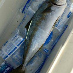 鵜来島家本渡船 釣果