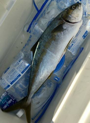 鵜来島家本渡船 釣果