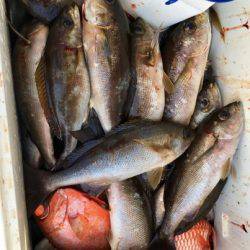 鵜来島家本渡船 釣果