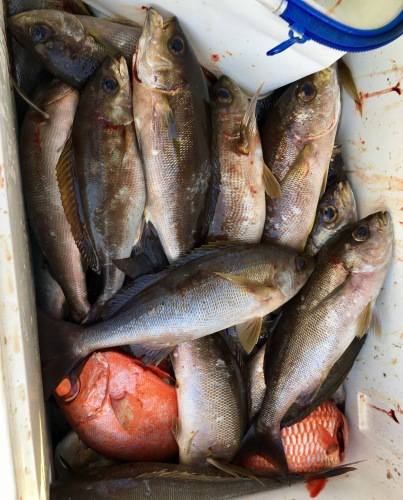 鵜来島家本渡船 釣果