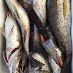 鵜来島家本渡船 釣果