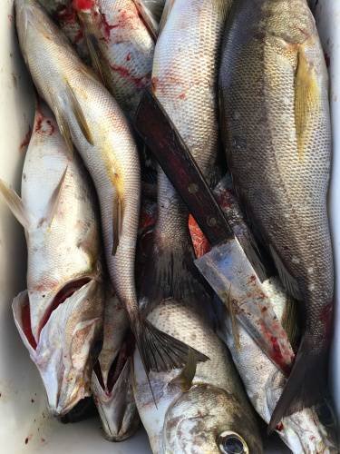 鵜来島家本渡船 釣果