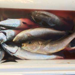 鵜来島家本渡船 釣果