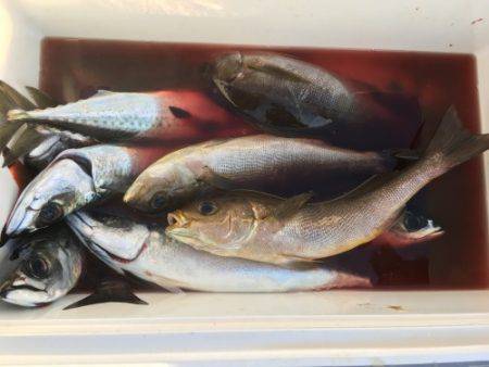 鵜来島家本渡船 釣果