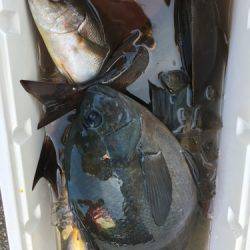 鵜来島家本渡船 釣果