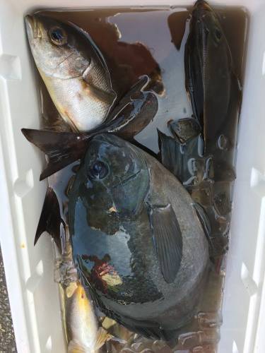鵜来島家本渡船 釣果