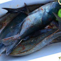 鵜来島家本渡船 釣果