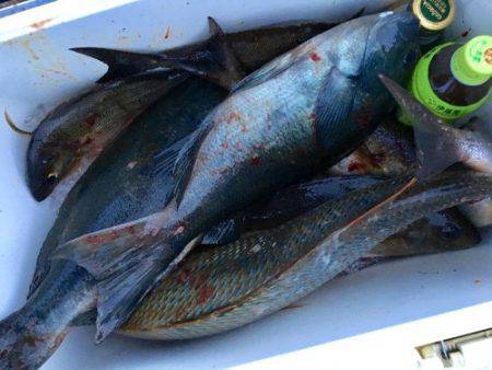 鵜来島家本渡船 釣果