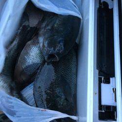 鵜来島家本渡船 釣果