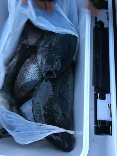 鵜来島家本渡船 釣果