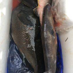 鵜来島家本渡船 釣果