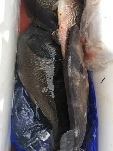 鵜来島家本渡船 釣果