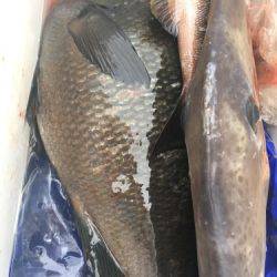 鵜来島家本渡船 釣果