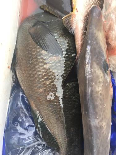 鵜来島家本渡船 釣果