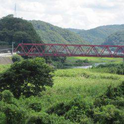 狩野川(狩野川漁業協同組合) 釣果