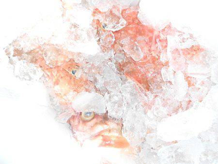 こうゆう丸 釣果