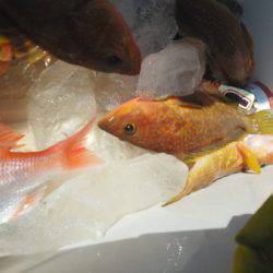 こうゆう丸 釣果