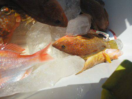 こうゆう丸 釣果