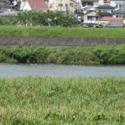 狩野川(狩野川漁業協同組合) 釣果