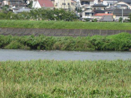 狩野川（狩野川漁業協同組合） 釣果