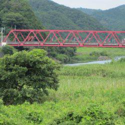狩野川(狩野川漁業協同組合) 釣果