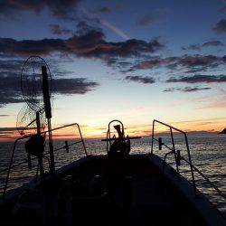 第三むつりょう丸 釣果