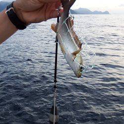 第三むつりょう丸 釣果