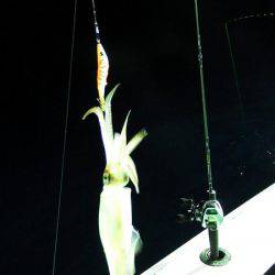 第三むつりょう丸 釣果