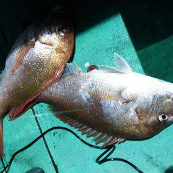 第三むつりょう丸 釣果