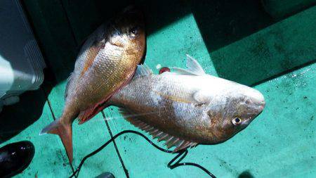 第三むつりょう丸 釣果