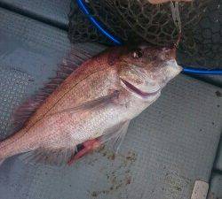 IDATEN（イダテン） 釣果