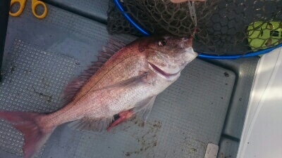 IDATEN（イダテン） 釣果