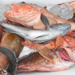 こうゆう丸 釣果