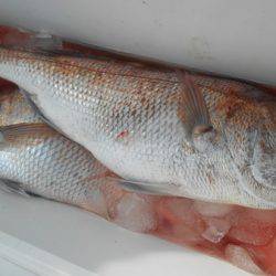 こうゆう丸 釣果