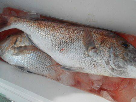 こうゆう丸 釣果