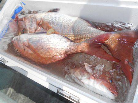 こうゆう丸 釣果