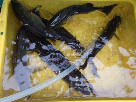 第二むつ漁丸 釣果