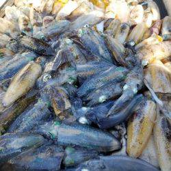 Magic（マジック） 釣果