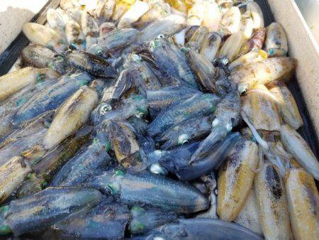 Magic（マジック） 釣果