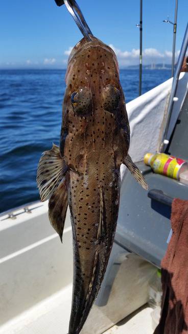 めだか屋 釣果