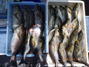 石川丸 釣果