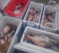 IDATEN（イダテン） 釣果