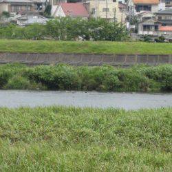 狩野川(狩野川漁業協同組合) 釣果