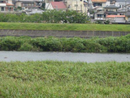 狩野川（狩野川漁業協同組合） 釣果